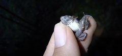 Leucostethus fraterdanieli