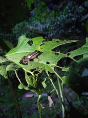 Leucostethus fraterdanieli