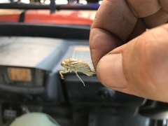 Diceroprocta delicata