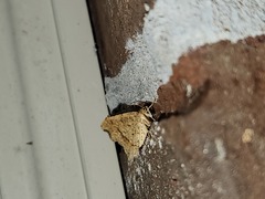 Macaria aemulataria