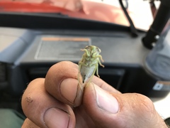 Diceroprocta delicata