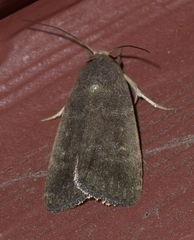 Athetiina