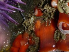 Corynactis californica