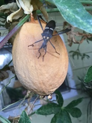 Leptoglossus zonatus