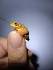 Dendropsophus bogerti