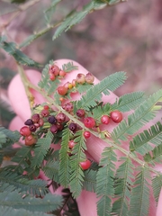 Austroacacidiplosis botrycephalae