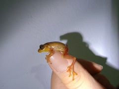 Dendropsophus bogerti