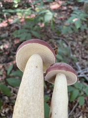 Tylopilus rubrobrunneus