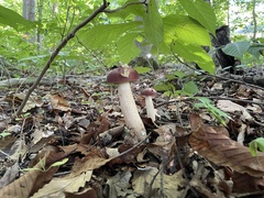 Tylopilus rubrobrunneus