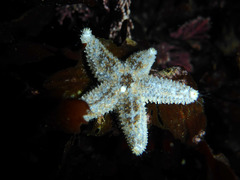 Asteriidae