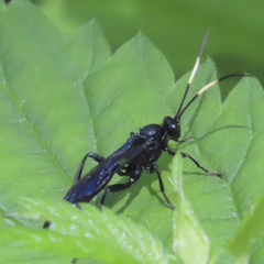 Ichneumon centrator