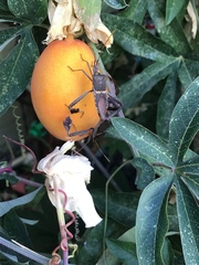 Leptoglossus zonatus