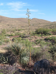 Agave gracilipes