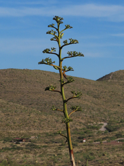Agave gracilipes