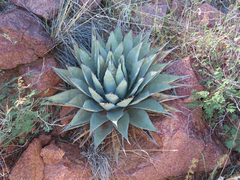 Agave gracilipes