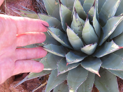Agave gracilipes