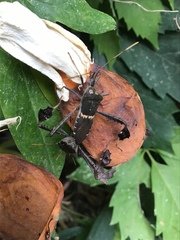 Leptoglossus zonatus