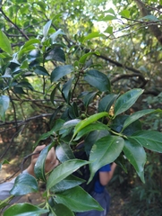 Symplocos setchuensis