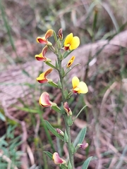 Bossiaea stephensonii