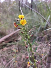 Bossiaea stephensonii