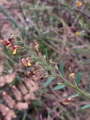 Bossiaea stephensonii