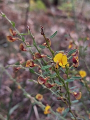 Bossiaea stephensonii