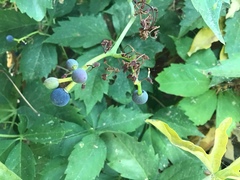 Parthenocissus quinquefolia