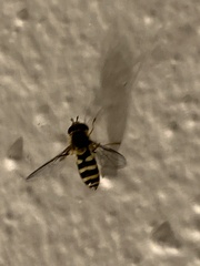 Syrphus