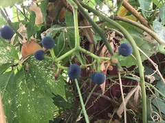 Parthenocissus quinquefolia