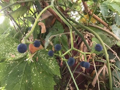 Parthenocissus quinquefolia