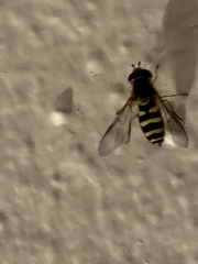 Syrphus