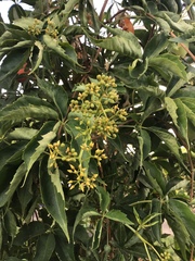 Parthenocissus quinquefolia