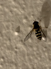 Syrphus