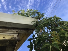 Parthenocissus quinquefolia