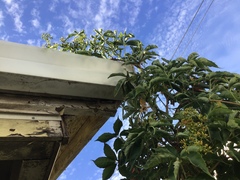 Parthenocissus quinquefolia