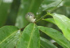Gerygone mouki amalia