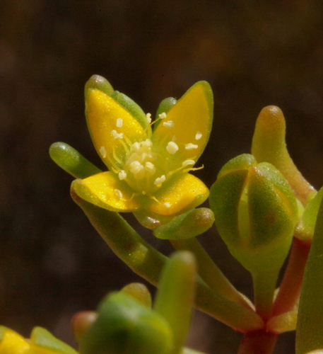 Yellow Salt Star (Gunniopsis intermedia)