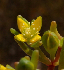 Gunniopsis intermedia