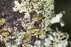 Austroparmelina pseudorelicina