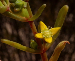 Gunniopsis intermedia
