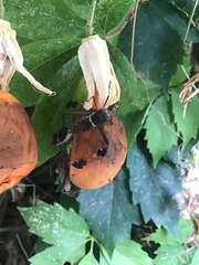 Leptoglossus zonatus