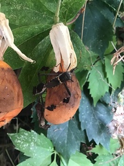 Leptoglossus zonatus