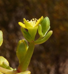 Gunniopsis intermedia