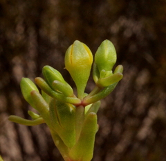 Gunniopsis intermedia