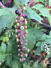 Phytolacca americana