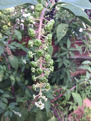 Phytolacca americana