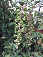 Phytolacca americana