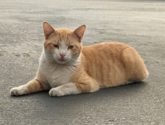 Felis catus
