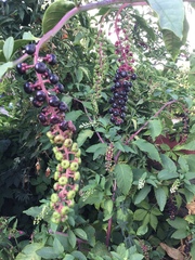 Phytolacca americana