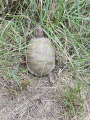 Terrapene carolina triunguis